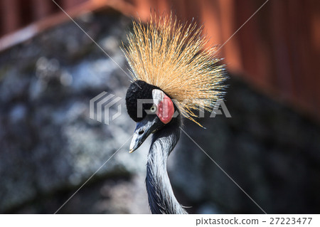 Balearica pavonina  or Crowned Crane 27223477