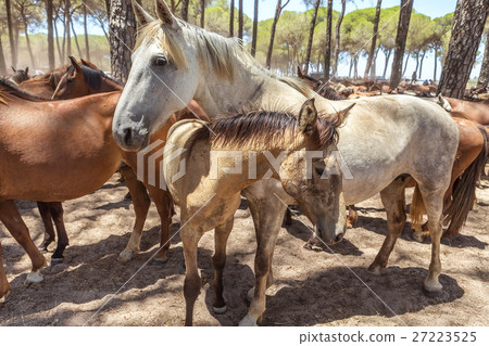 Herd horses at rest in the corral after the Herd horses at rest in the corral after the 27223525
