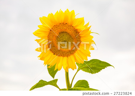 sunflower sunflower 27223824