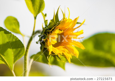 sunflower 27223873
