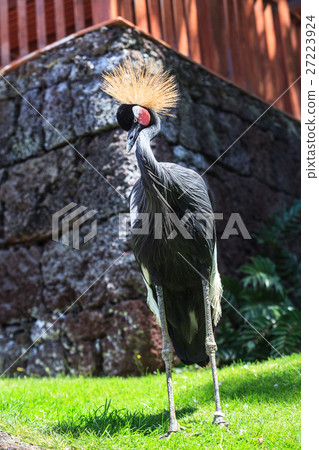 Balearica pavonina  or Crowned Crane 27223924