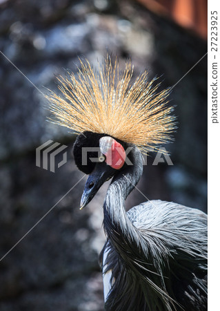 Balearica pavonina or Crowned Crane Balearica pavonina or Crowned Crane 27223925