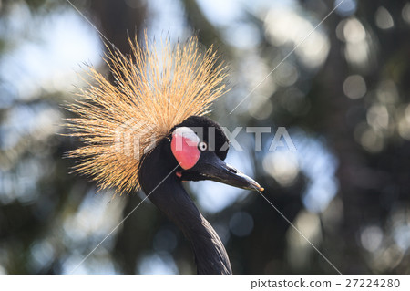 Balearica pavonina or Crowned Crane Balearica pavonina or Crowned Crane 27224280