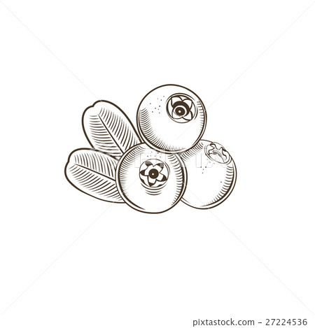 Cowberry in vintage style 27224536