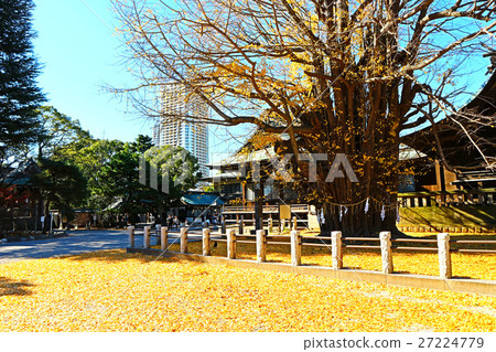 Katsushika Hachimangu Shrine Senimonkuniki (December) Ichikawa City, Chiba Prefecture 27224779