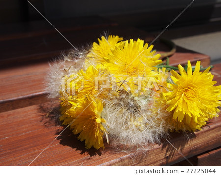 蒲公英花束 蒲公英花束 27225044