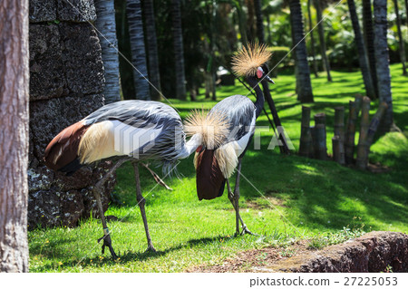 Balearica pavonina  or Crowned Crane 27225053