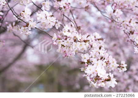 Cherry Blossoms Cherry Blossoms 27225066