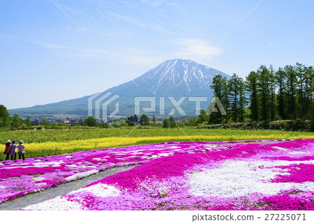Shiba Sakura和Yotei山（二世古） 27225071