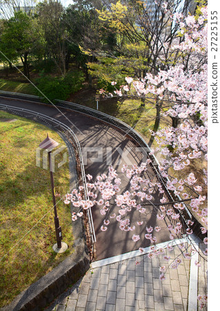Cherry blossoms at Karigaoka Park in Nerima-ku Cherry blossoms at Karigaoka Park in Nerima-ku 27225155