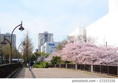 在Nerima-ku的Karigaoka公園的櫻花 在Nerima-ku的Karigaoka公園的櫻花 27225156