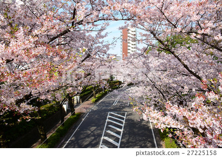 在Nerima-ku的Karigaoka公園的櫻花 在Nerima-ku的Karigaoka公園的櫻花 27225158
