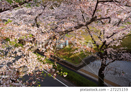 在Nerima-ku的Karigaoka公園的櫻花 在Nerima-ku的Karigaoka公園的櫻花 27225159