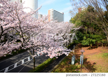 在Nerima-ku的Karigaoka公園的櫻花 在Nerima-ku的Karigaoka公園的櫻花 27225160