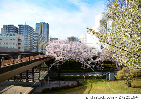 在Nerima-ku的Karigaoka公園的櫻花 在Nerima-ku的Karigaoka公園的櫻花 27225164