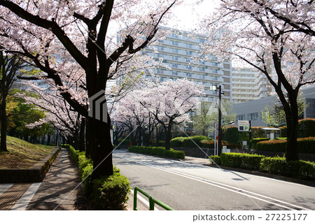在Nerima-ku的Karigaoka公園的櫻花 27225177