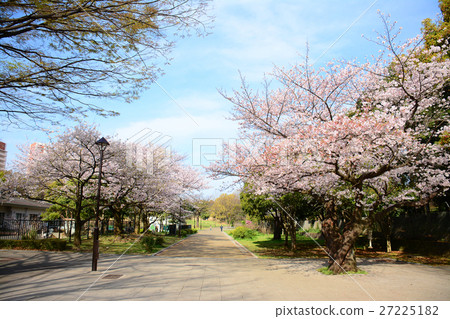 在Nerima-ku的Karigaoka公園的櫻花 27225182