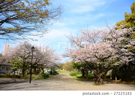 在Nerima-ku的Karigaoka公園的櫻花 在Nerima-ku的Karigaoka公園的櫻花 27225183