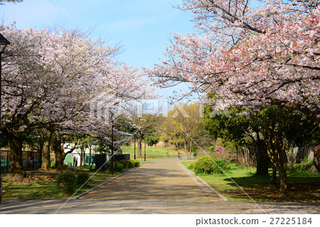 在Nerima-ku的Karigaoka公園的櫻花 27225184