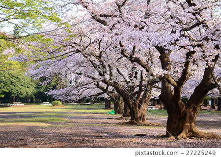 在Nerima-ku的Karigaoka公園的櫻花 在Nerima-ku的Karigaoka公園的櫻花 27225249