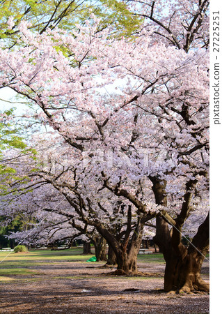 在Nerima-ku的Karigaoka公園的櫻花 在Nerima-ku的Karigaoka公園的櫻花 27225251