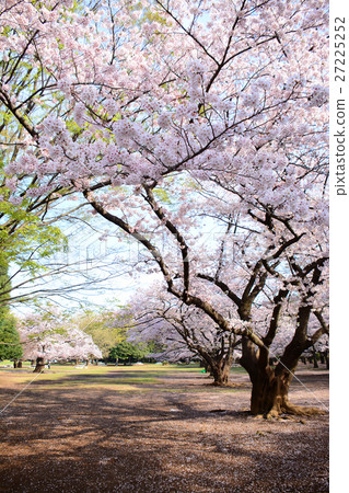在Nerima-ku的Karigaoka公園的櫻花 在Nerima-ku的Karigaoka公園的櫻花 27225252