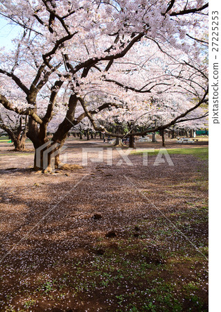 在Nerima-ku的Karigaoka公園的櫻花 在Nerima-ku的Karigaoka公園的櫻花 27225253