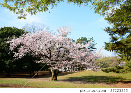在Nerima-ku的Karigaoka公園的櫻花 在Nerima-ku的Karigaoka公園的櫻花 27225255