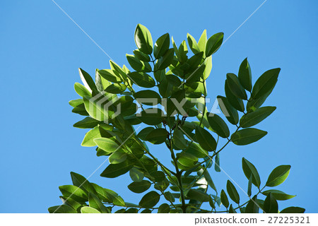 fresh green tree leafs fresh green tree leafs 27225321