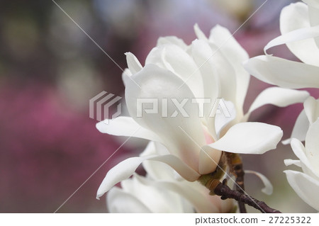 Yulan magnolia flower Yulan magnolia flower 27225322
