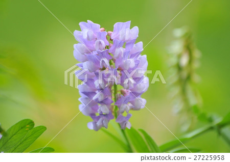  多花野碗豆 27225958