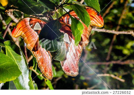 wing of Attacus atlas Moth the giant butterfly.  27226032