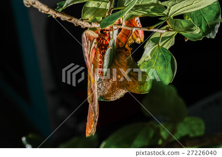 wing of Attacus atlas Moth the giant butterfly. wing of Attacus atlas Moth the giant butterfly. 27226040