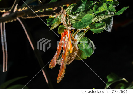 wing of Attacus atlas Moth the giant butterfly. wing of Attacus atlas Moth the giant butterfly. 27226041