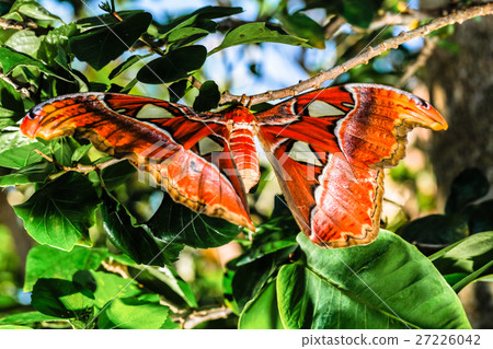 wing of Attacus atlas Moth the giant butterfly.  27226042