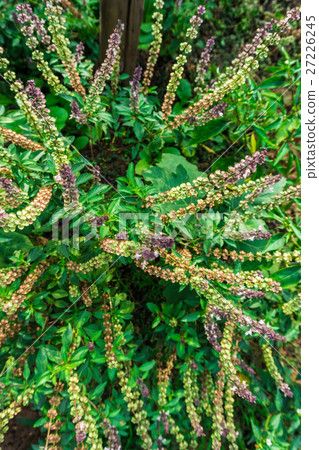 Fresh green basil flower plant Fresh green basil flower plant 27226245