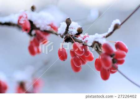 Snow white and red fruit 27226402