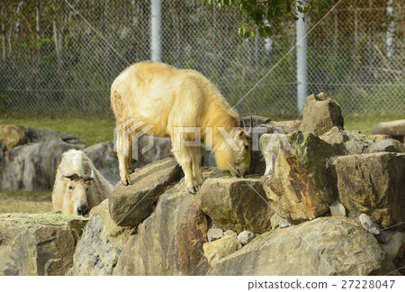 Golden Takin 27228047