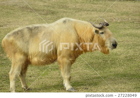 Golden Takin 27228049