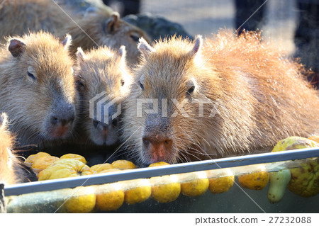 Capybara entering a hot spring in Yuzu Capybara entering a hot spring in Yuzu 27232088