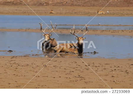 Dafeng National Natural Reserve. 27233069