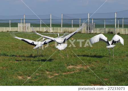 Yancheng National Natural Reserve. 27233073