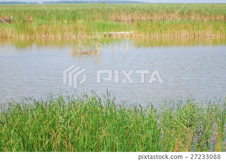 Yancheng National Natural Reserve. 27233088