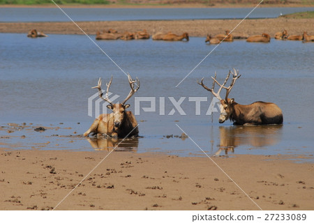 Dafeng National Natural Reserve. 27233089