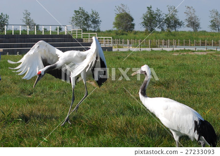 Yancheng National Natural Reserve. 27233093