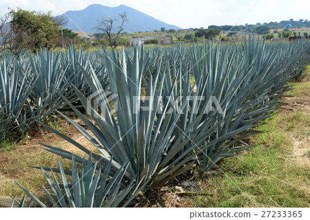 龍舌蘭(墨西哥龍舌蘭酒村) 龍舌蘭(墨西哥龍舌蘭酒村) 27233365