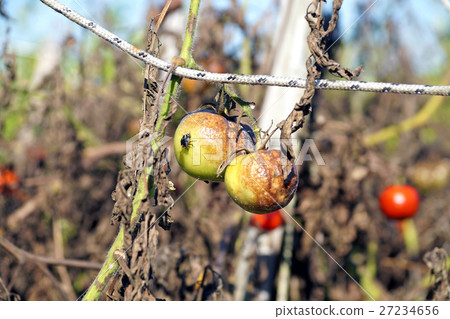 agricultural cultivation abandoned and rotting agricultural cultivation abandoned and rotting 27234656