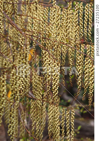 Kiboshi之花 27235100