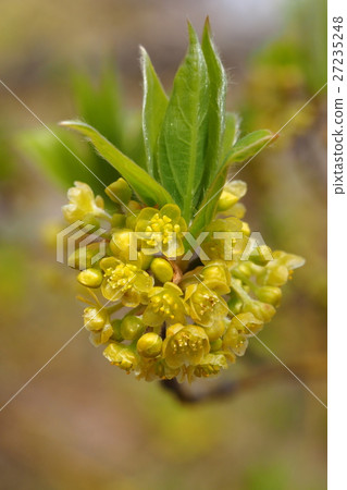 Kuromoji flower 27235248
