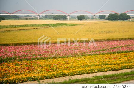 Flower cosmos field and water pipe 27235284